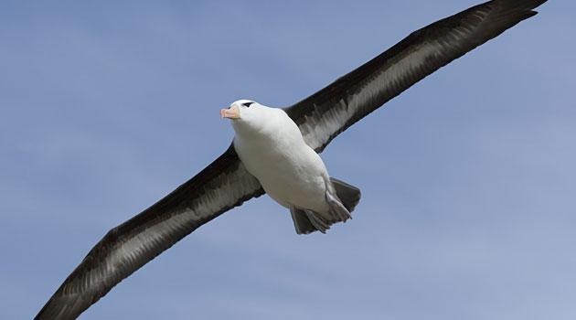 Albatros ile ilgili gÃ¶rsel sonucu