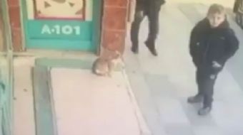 Bayrampaşa´da bir marketin önünde bulunan kedi, görenleri hayrete düşürdü.