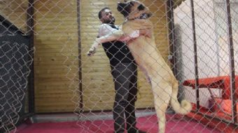 Şanlıurfa´da, güçlü ve iri cüssesiyle bölgede ´Guregh´ olarak bilinen ´Kurtboğan´ cinsi çoban köpekl