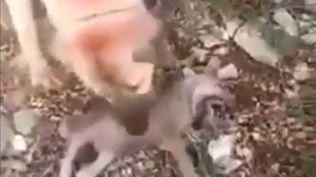 Konya'da yavru kurtları işkenceyle öldüren şahıs Türkiye'yi şoka soktu