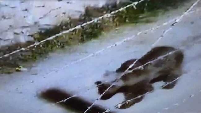 Sivas Gemerek'e ayı inince belediye vatandaşları uyardı
