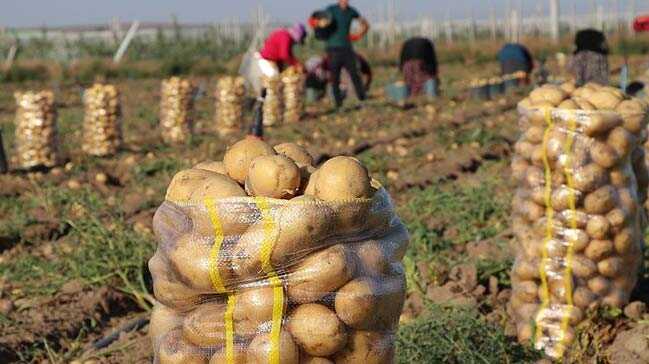 Patates+fiyat%C4%B1na+%E2%80%99yazl%C4%B1k+hasat%E2%80%99+freni