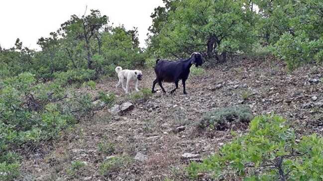 Yavru kangal kaybolan keçileri bulup sahibine teslim etti