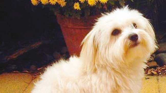Boşanma davasında köpeğe velayet