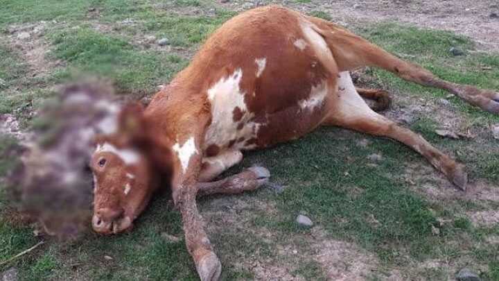 Sivas'ta fazla otlayan 5 büyükbaş, telef olmak üzereyken kesildi