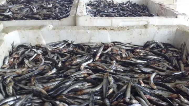 Bursa'da avlanma boyutlarının altında olan 13 ton balığa el konuldu