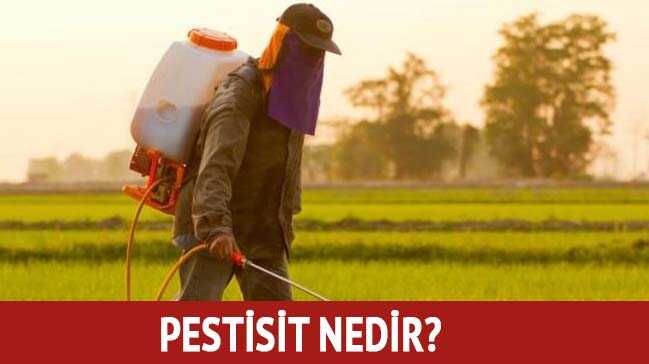 Pestisit nedir, ne demek" Pestisit zararları etkileri nedir"
