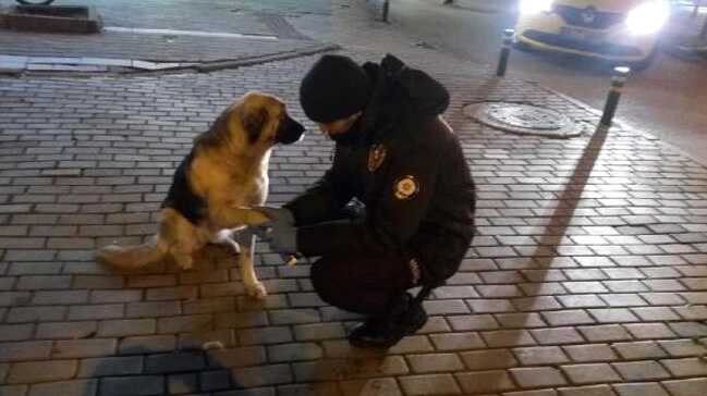 Patisi kesilen köpeğe bekçiler pansuman yaptı