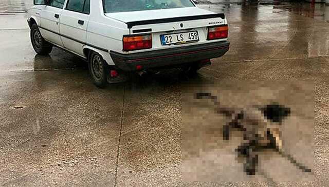 K%C3%B6pe%C4%9Fi+otomobilin+arkas%C4%B1na+iple+ba%C4%9Flay%C4%B1p,+kilometrelerce+s%C3%BCr%C3%BCkledi