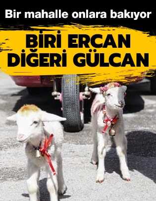 Mahallenin maskotu oldular: Biri Ercan di�eri G�lcan