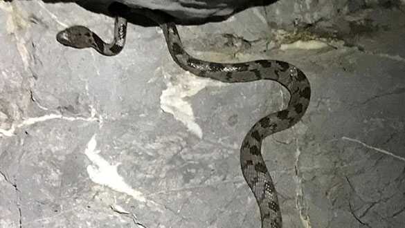 Yengeç ararken kedi gözlü yılana rastladı